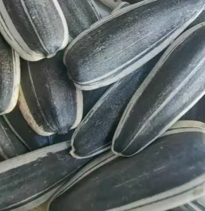 Sunflower Seeds T6