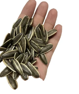 Sunflower Seeds in Shell Flavored High Protein Bulk for Snack Food Price Sunflower Seeds