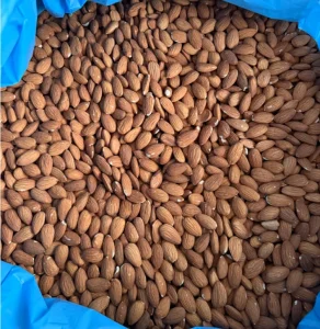 Tongjin Almonds High Nutritional Almond Nuts Health Food Snack Dried Almonds Raw for Bulk Export Raw Processing