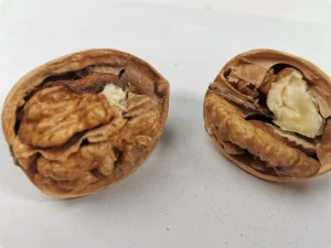 Walnut Kernel Light Walnut Kernel Kernels of Walnuts