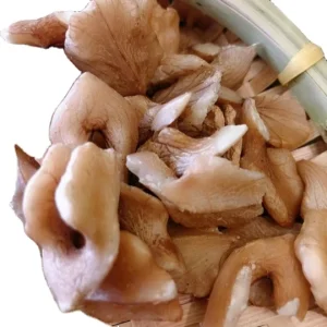 Walnut Kernel Nuts Walnut