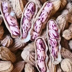 Yunnan China’s Best Newest Crop High Quality Seven Colored Organic Raw Dried Peanuts Rich in Anthocyanins Nutritious 5kg Pack